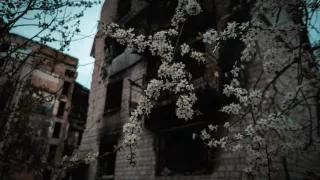 квітуче дерево на фоні зруйнованої будівлі