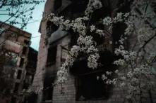 квітуче дерево на фоні зруйнованої будівлі