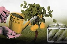 Лійкою поливають дерево з грушами, поруч — урна з грушами всередині. Символ виборів як джерела розвитку.