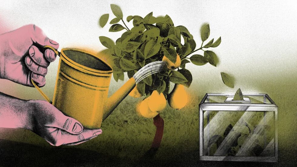 Лійкою поливають дерево з грушами, поруч — урна з грушами всередині. Символ виборів як джерела розвитку.